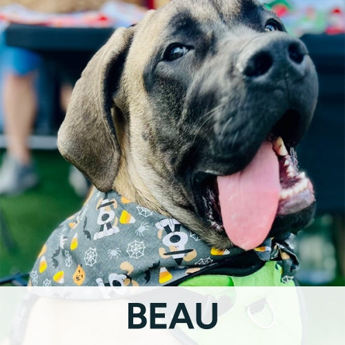 Beau dog with bandana on