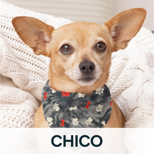 Chico dog with bandana on