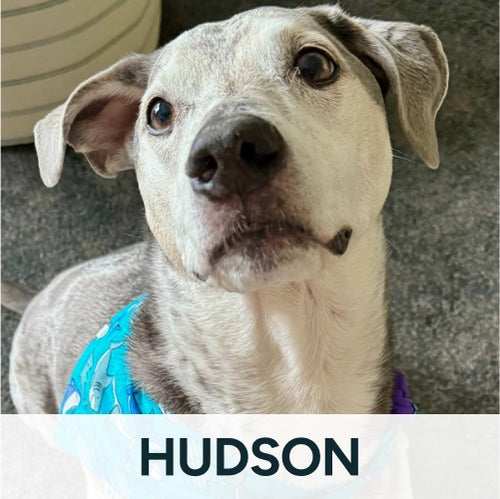 Hudson dog with bandana on