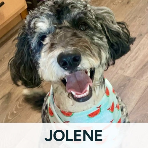 Jolene dog with bandana on