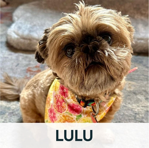 Lulu dog with bandana on