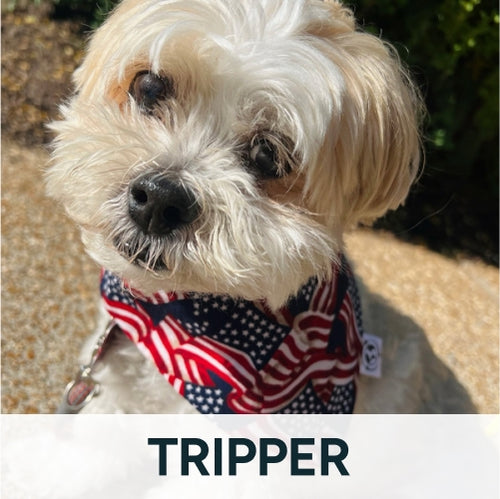 Tripper dog with bandana on