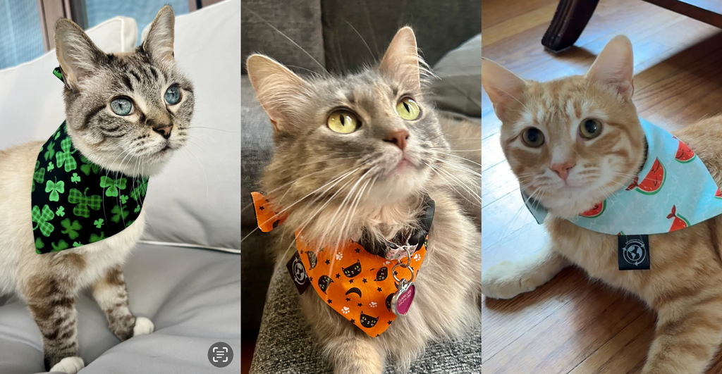 Cat Bandanas