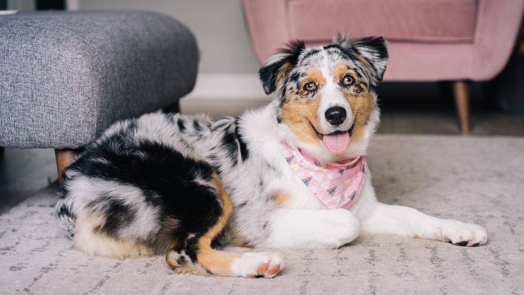 Dog wearing bandana